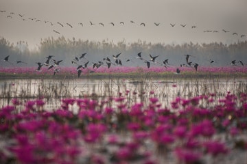 Flocks of natural birds are flying out in the morning for food in the water-filled fields and abundant red lotuses.